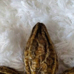 What is herbal medicine?